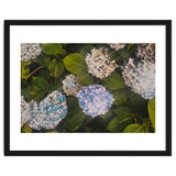 Hydrangeas | Landscape thumbnail