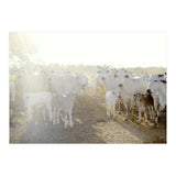 LIVING TOGETHER - WHITE COWS FAMILY (Print Only) thumbnail