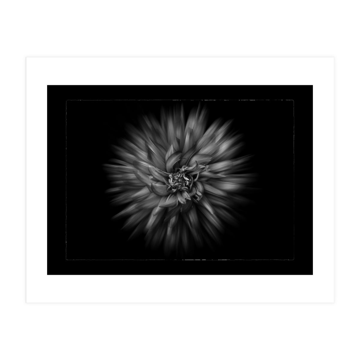 Backyard Flowers In Black And White No 20 Flow Version with Border (Print Only)