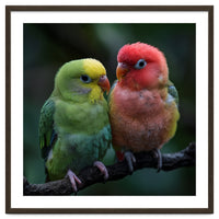 Two Lovebirds Sitting Together On A Branch