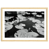 Lotus Pond | Black & White Landscape thumbnail