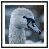 Close Up Of A Swan Head Covered In Water Droplets thumbnail