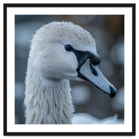 Close Up Of A Swan Head Covered In Water Droplets