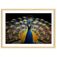 Close Up Peacock Displaying Its Feathers