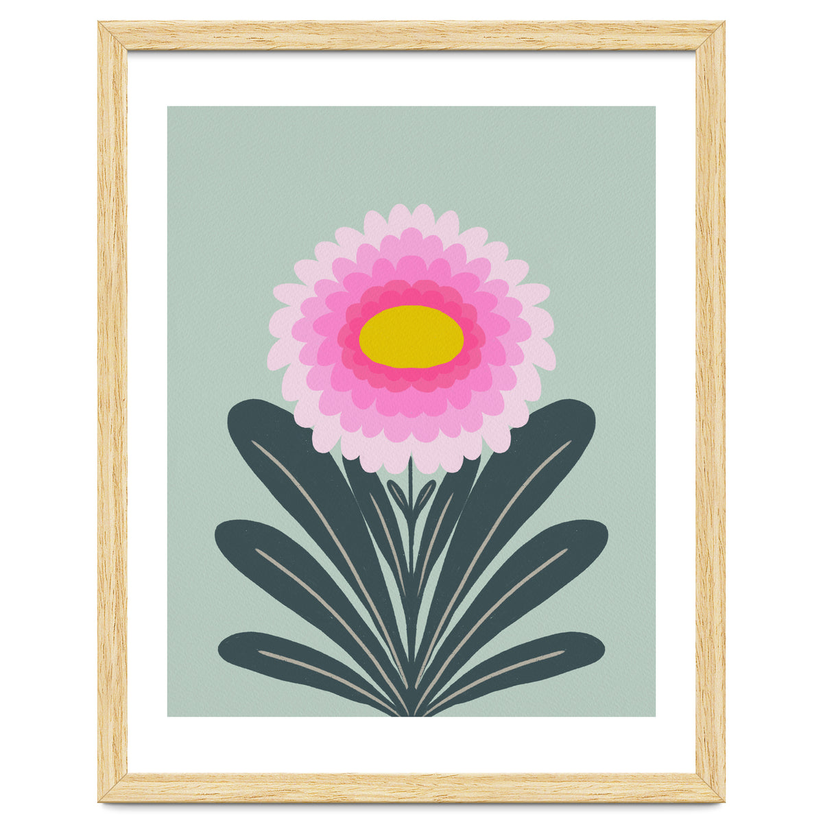 Chrysanthemum - turquoise and pink