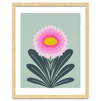 Chrysanthemum - turquoise and pink