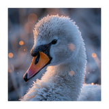 Close Up Frosty Swan Head During Golden Hour (Print Only) thumbnail