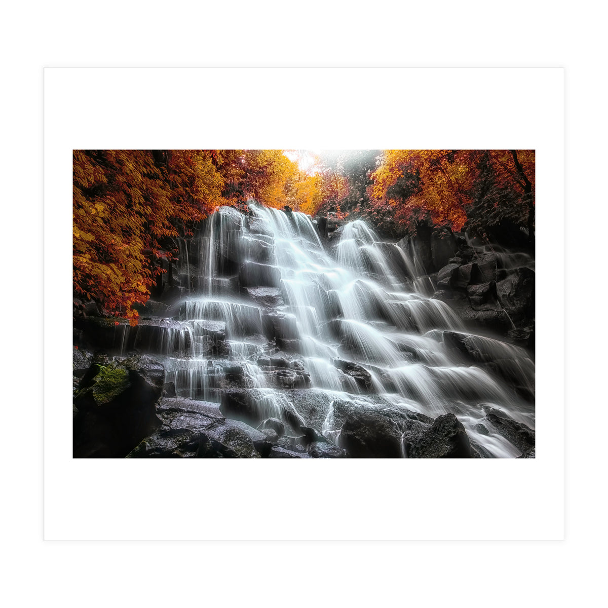 Into the woods (Print Only)