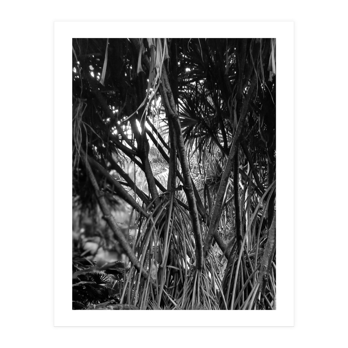 Black Tectorius Plant Art (Print Only)