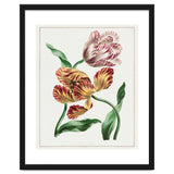 John Edwards – Various Tulips (1791) thumbnail