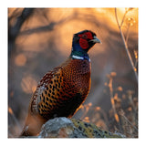 Pheasant Bird Standing On Rock Sunrise Light (Print Only) thumbnail