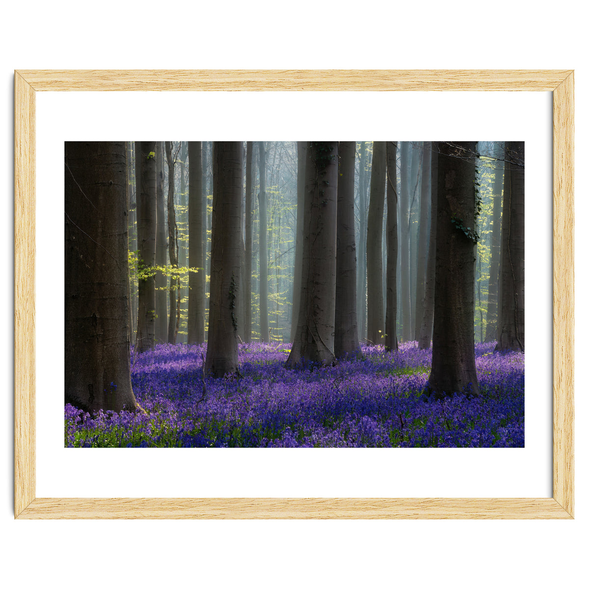 Bluebell forest
