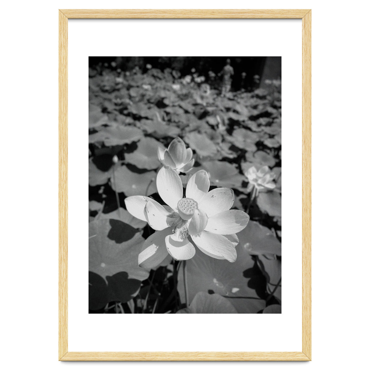 Hylas | Black & White