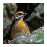 Colorful Bird Perched Among Rocks And Foliage (Print Only) thumbnail
