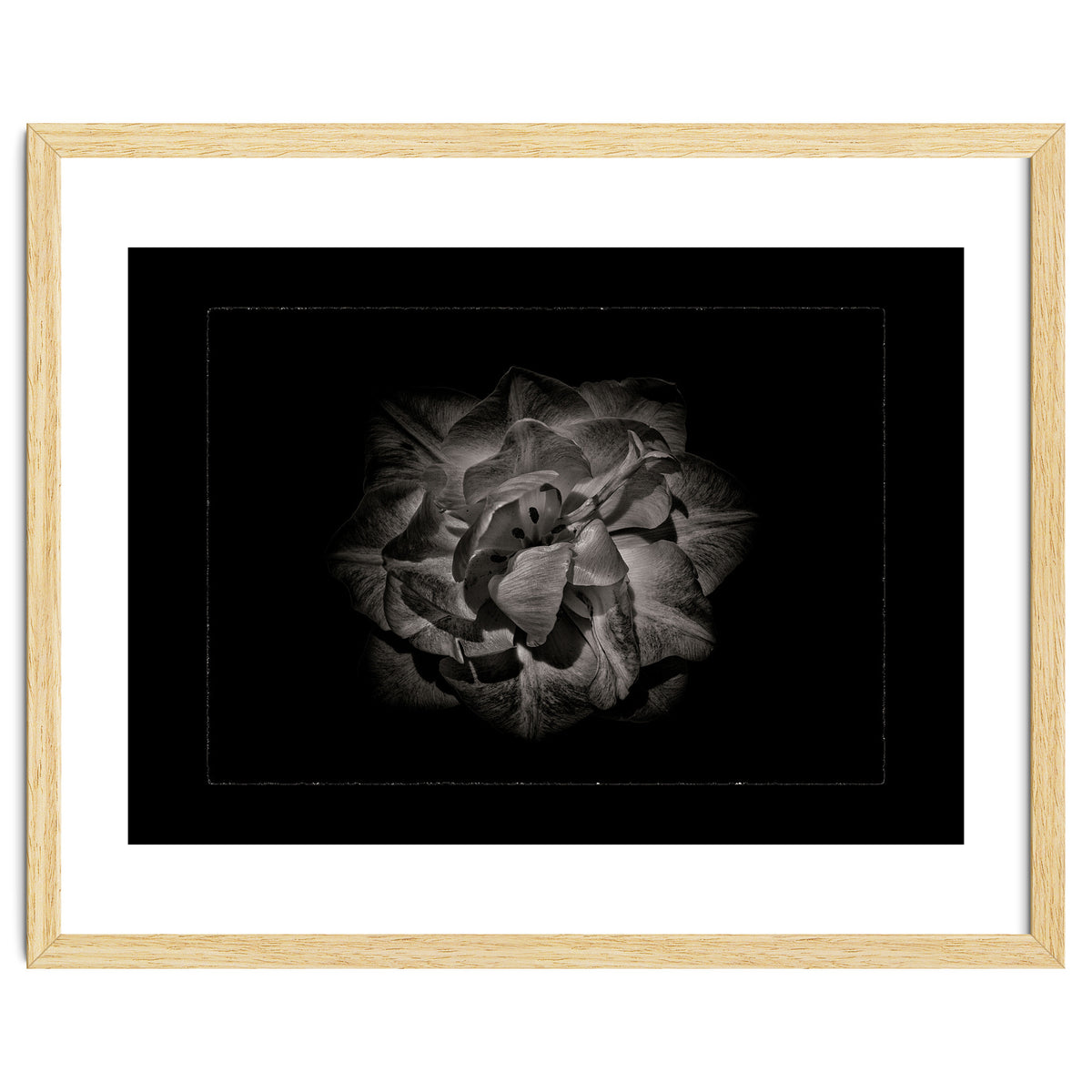 Backyard Flowers In Black And White No 81 with Border