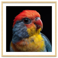 Close Up Colorful Parrot Portrait Vivid Plumage