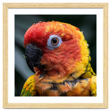 Sun Conure Parrot Bird With Water Droplets thumbnail