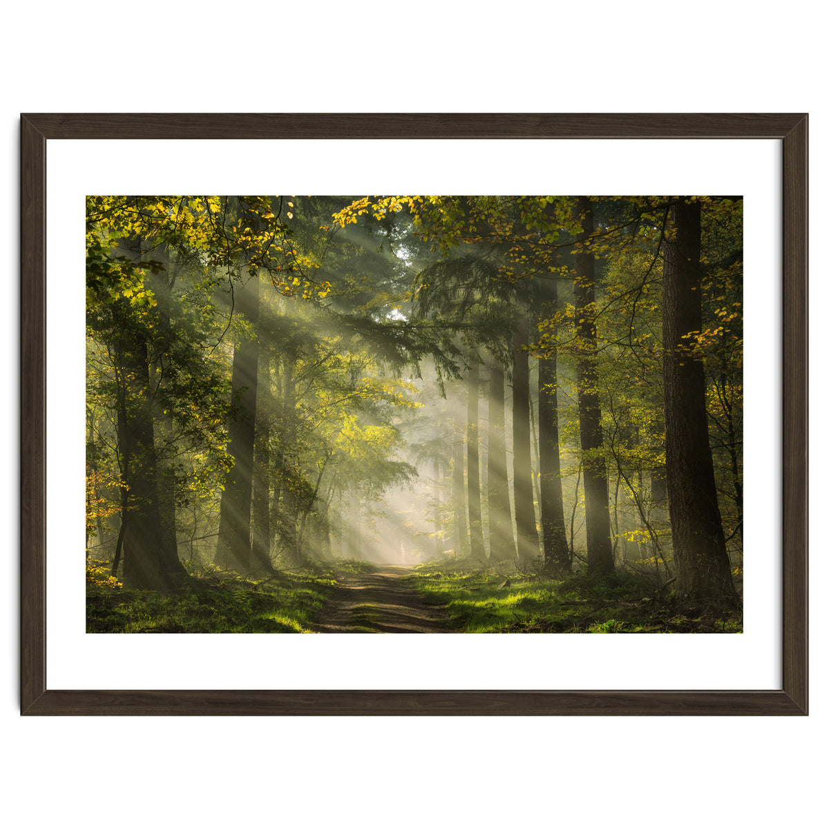 Sunrays in a Dutch forest