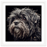 Old Dog 02 thumbnail