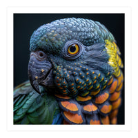 Close Up Portrait Of A Colorful Parrot's Face (Print Only)