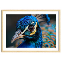 Close Up Of A Peacock Head And Eye