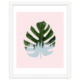 Monstera thumbnail