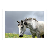 White Horse (Print Only) thumbnail