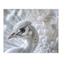 Close-up of a White Peacock (Print Only)