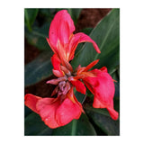 Red Indian Shot Flower (Print Only) thumbnail