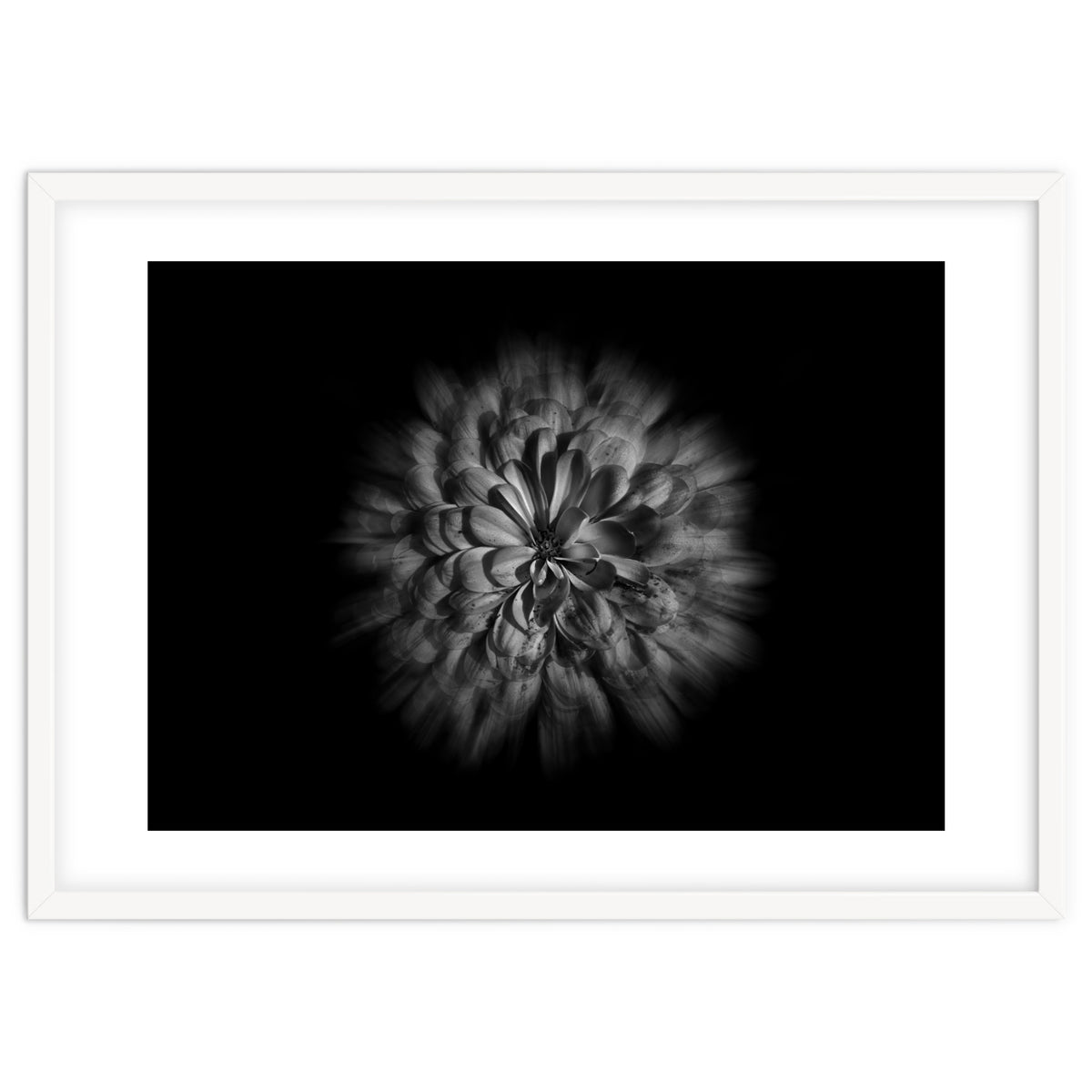 Backyard Flowers In Black And White No 48 Flow Version