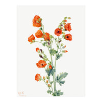 Mary Vaux Walcott – Scarlet Globe Mallow (Sphaeralcea grossulariaefolia) (1927) (Print Only)