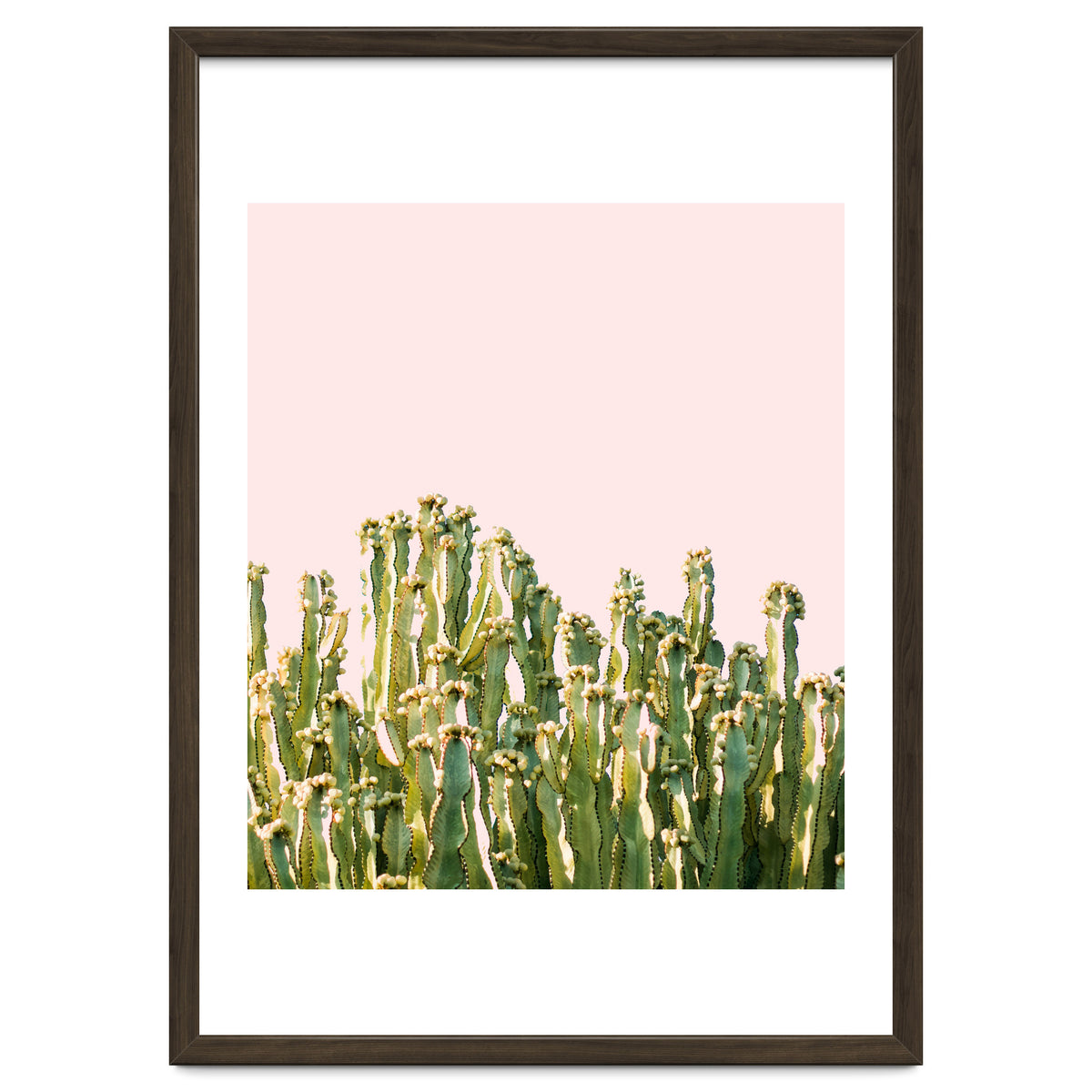 Cactus Blush #society6 #decor #buyart