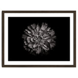 Backyard Flowers In Black And White No 79 thumbnail