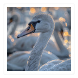 Majestic Swan Close Up With Water Droplets (Print Only) thumbnail
