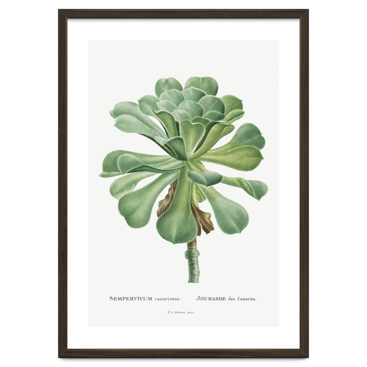 Pierre-Joseph Redouté – Sempervivum Canariense (1799)