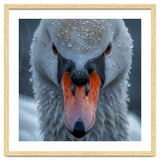 Close Up Of A Swan's Face With Water Droplets thumbnail