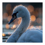 Close-up Shot of a Swan with Water Droplets (Print Only) thumbnail