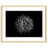 Backyard Flowers In Black And White No 48 Flow Version thumbnail