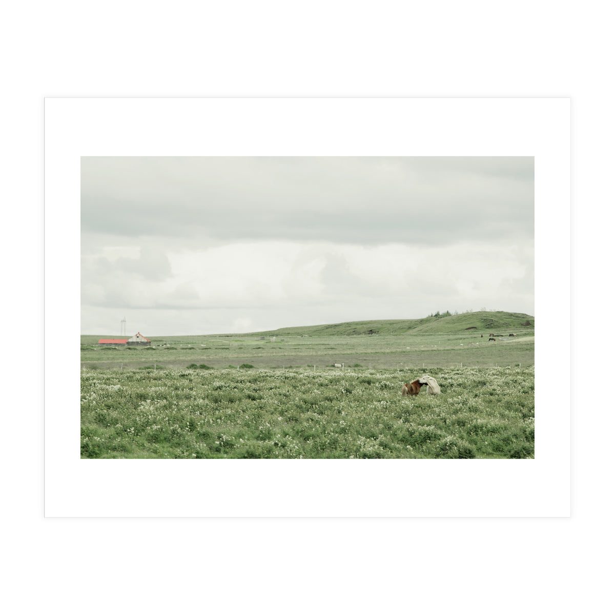 Horses in the middle of the green field - Iceland (Print Only)