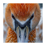 Close Up Of A Pelican's Beak With Water Droplets (Print Only) thumbnail