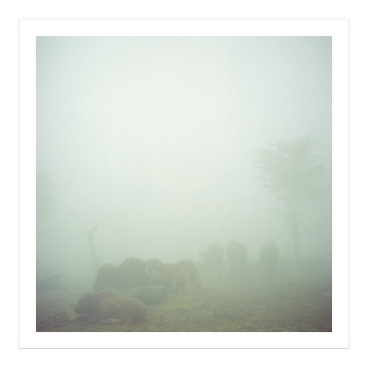 Silence of breath - 03 (Print Only)