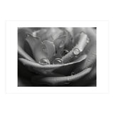 Ethereal Monochromatic Rose Petal Macro (Print Only) thumbnail