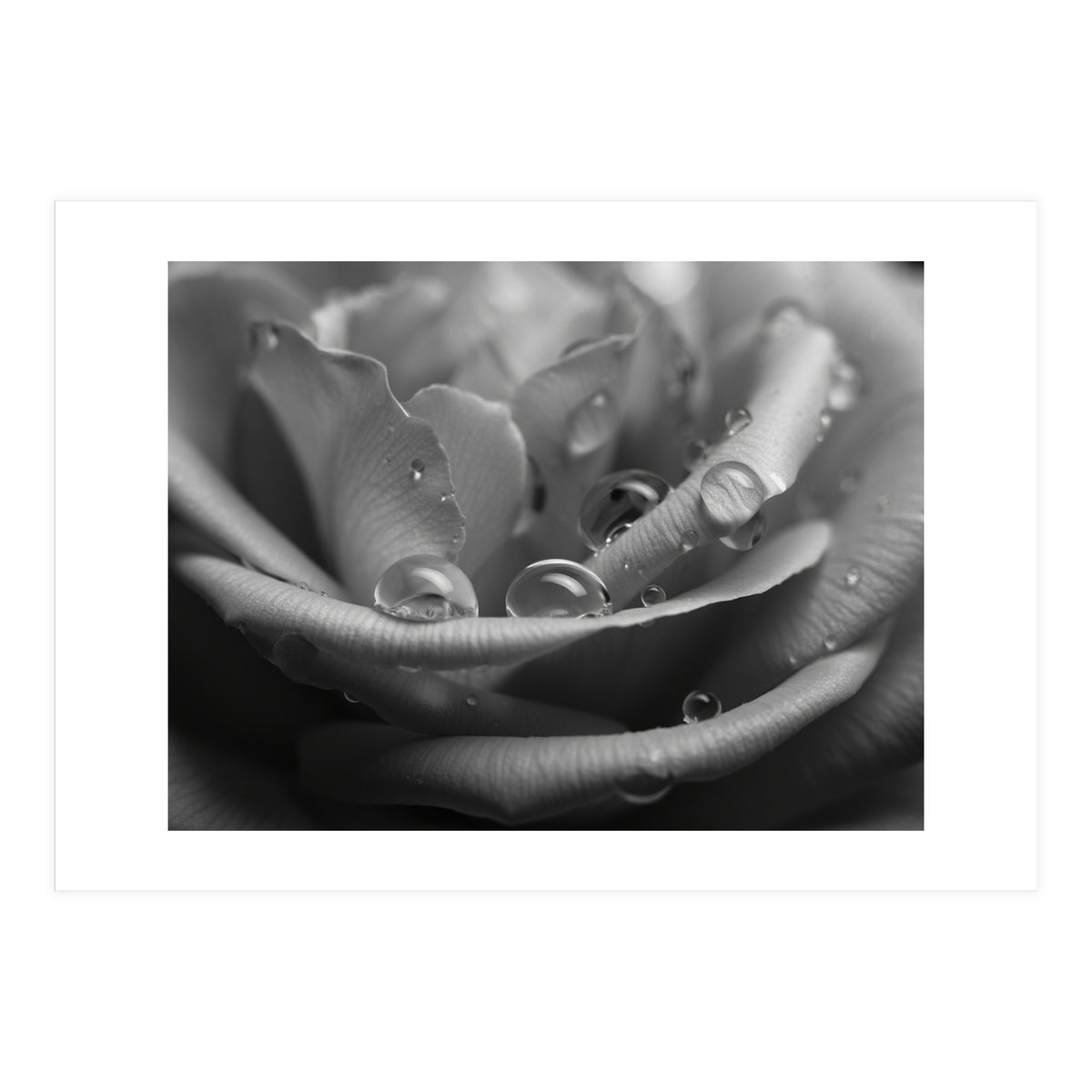 Ethereal Monochromatic Rose Petal Macro (Print Only)