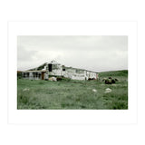 Sheep with a farmhouse - Iceland  (Print Only) thumbnail