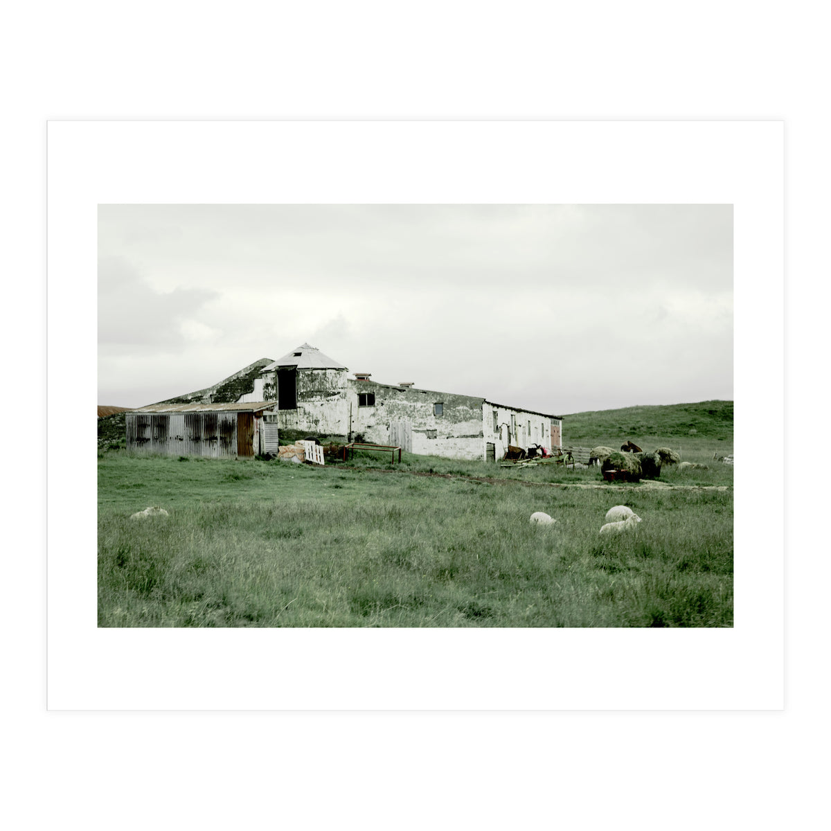 Sheep with a farmhouse - Iceland  (Print Only)