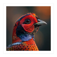 Close Up Pheasant Bird  (Print Only)