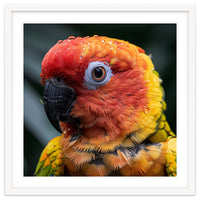 Sun Conure Parrot Bird With Water Droplets