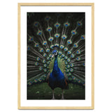 Peacock Portrait Photography thumbnail