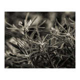 Rosemary Plant (Print Only) thumbnail