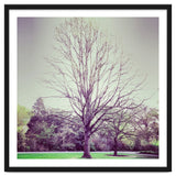 Tree Of Dreams thumbnail